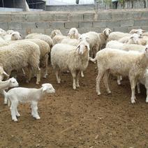杂交羊羔30~50斤/头，育成母羊100斤，淘汰母羊。