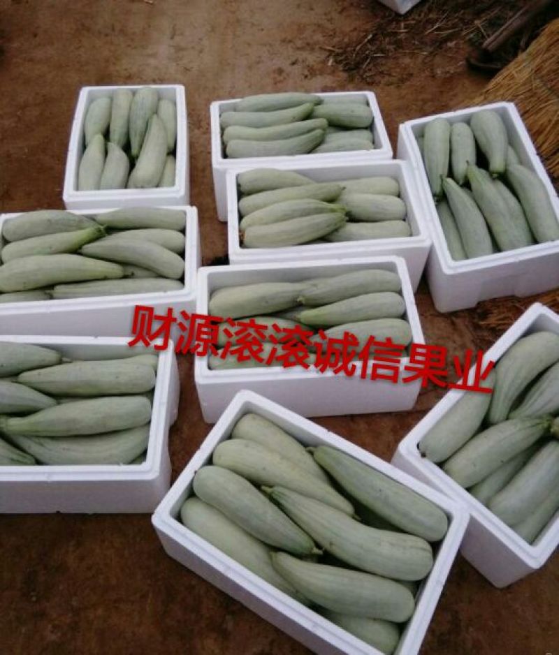 山东羊角蜜甜瓜口感脆甜量大微商电商可供
