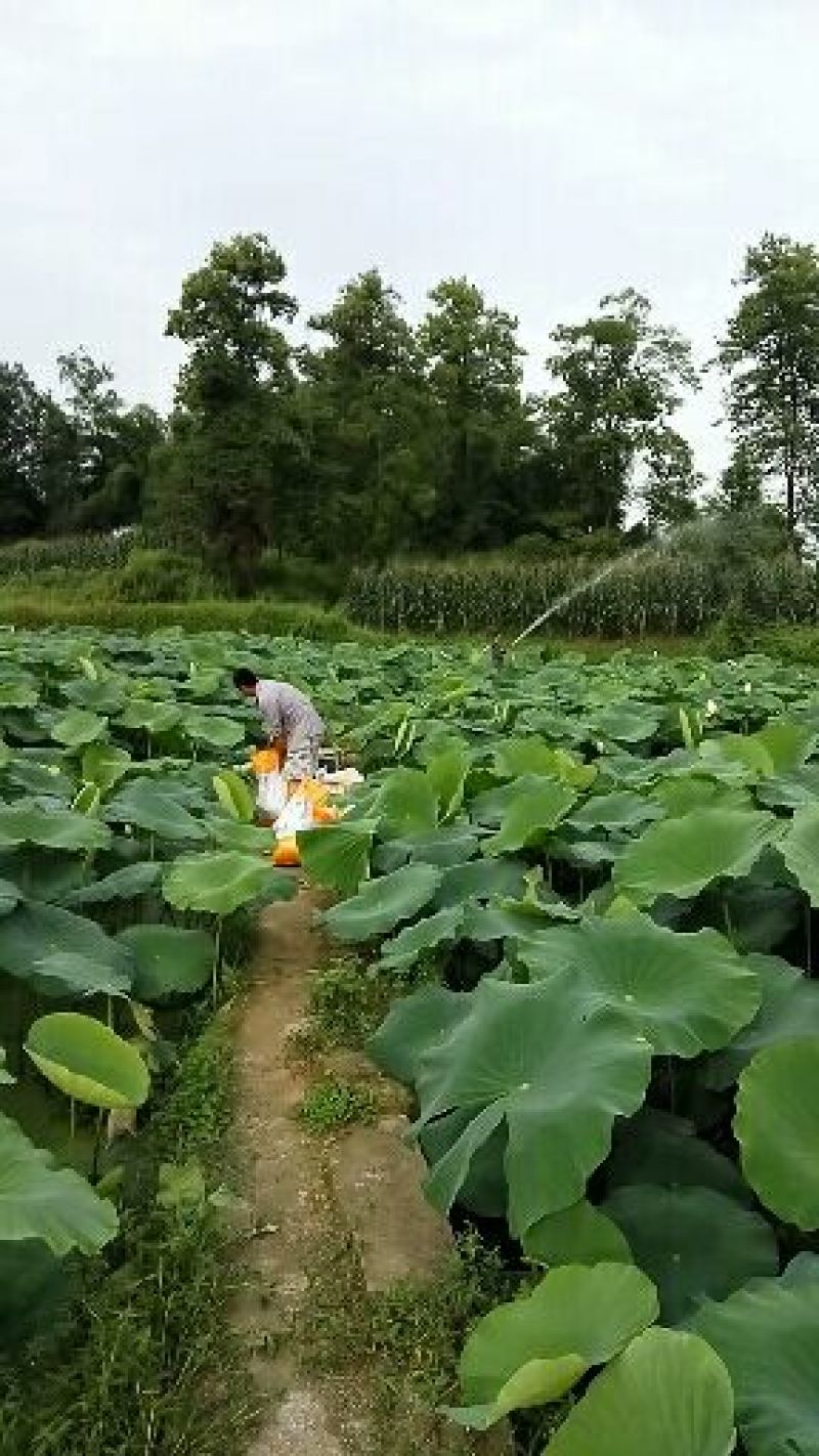 藕粉