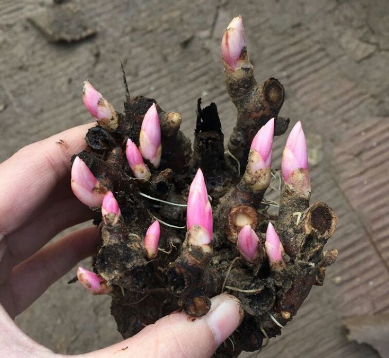 芍药2~4cm0.5~1米