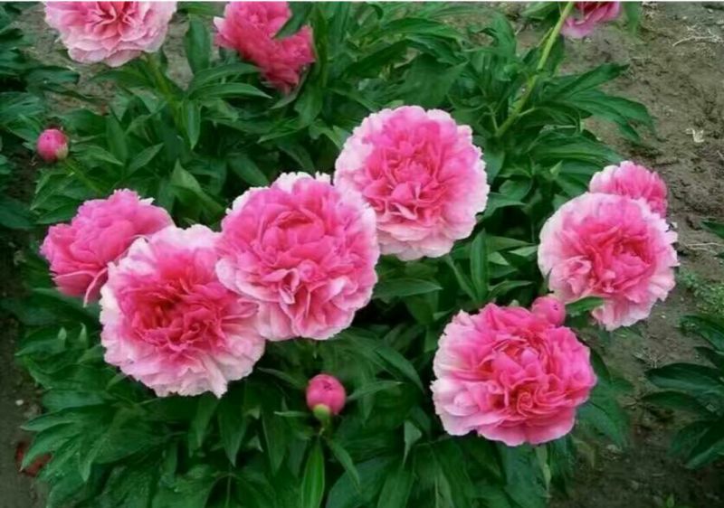 芍药2~4cm0.5~1米