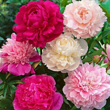 芍药2~4cm0.5~1米