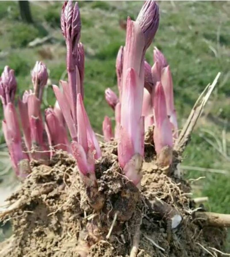 芍药2~4cm0.5~1米
