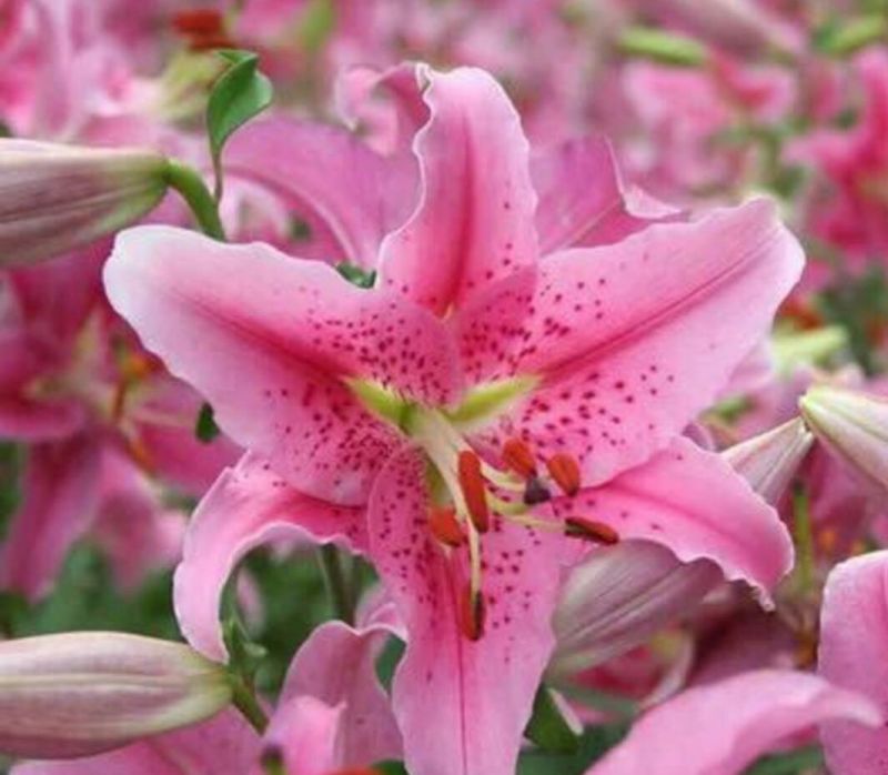 百合种球