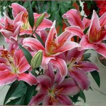 百合种球