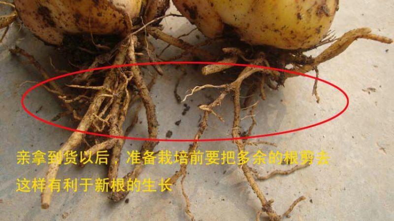 百合种球
