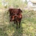 西门塔尔牛犊100~200kg