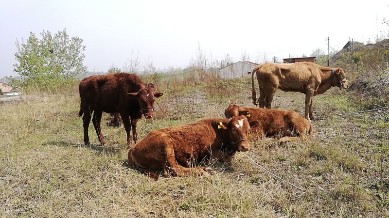 西门塔尔牛犊100~200kg
