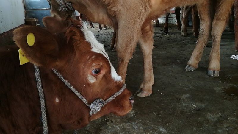 西门塔尔牛犊100~200kg