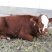 西门塔尔牛犊100~200kg