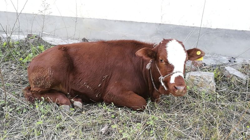 西门塔尔牛犊100~200kg