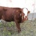 西门塔尔牛犊100~200kg