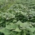 商薯19红薯苗20到30公分