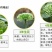 文山三七花干货鲜无柄250克一斤包邮