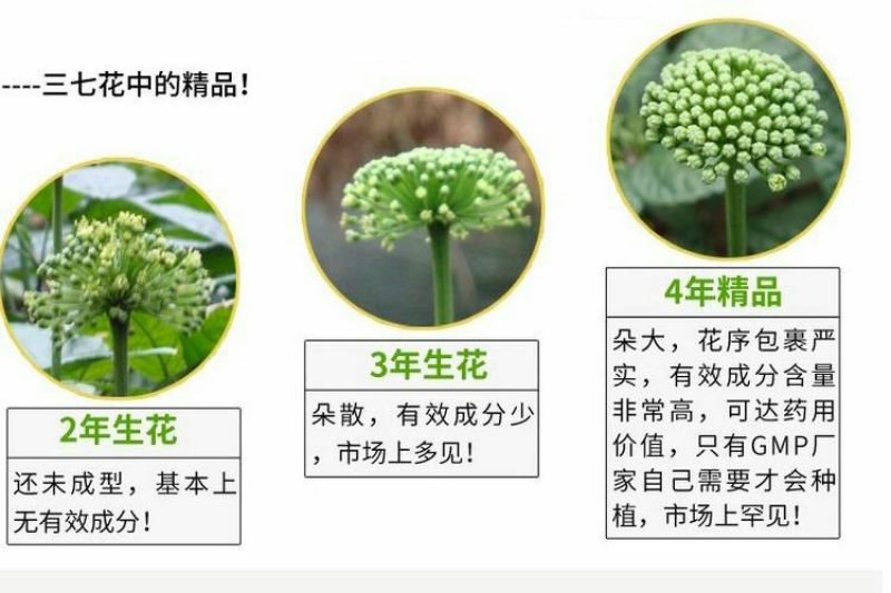 文山三七花干货鲜无柄250克一斤包邮