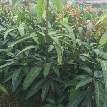 金煌芒树苗1~1.5m