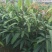 金煌芒树苗1~1.5m