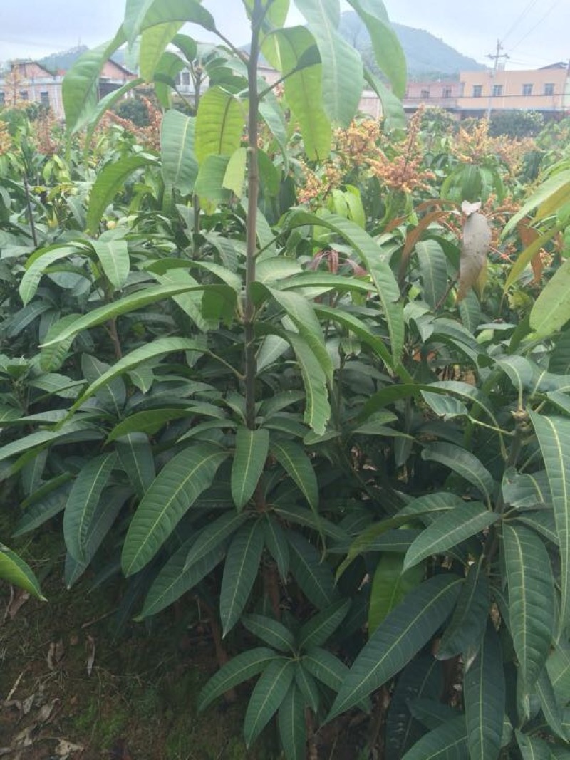 金煌芒树苗1~1.5m