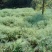 油菜籽2
