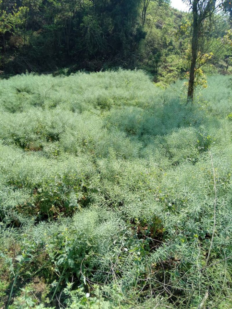 油菜籽2