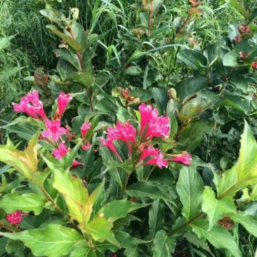 红王子锦带花苗50~80cm