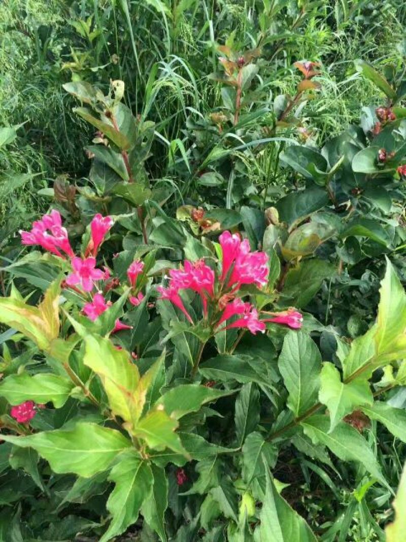 红王子锦带花苗50~80cm