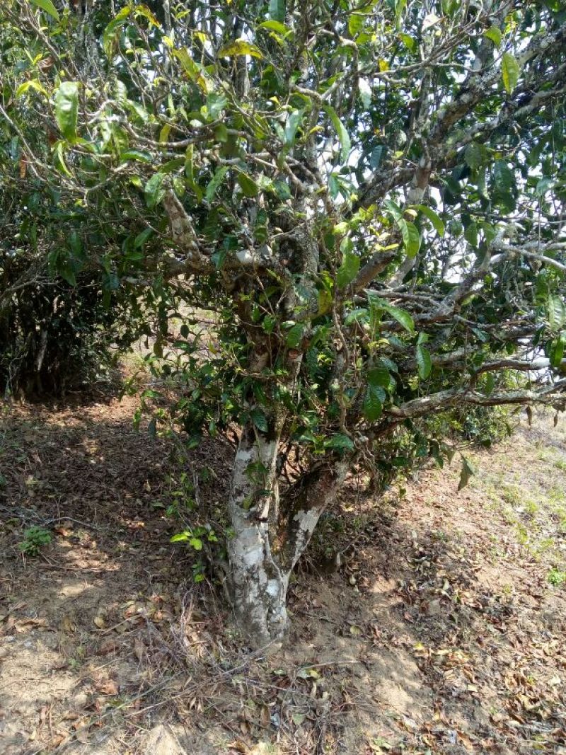 百年大树茶末茶
