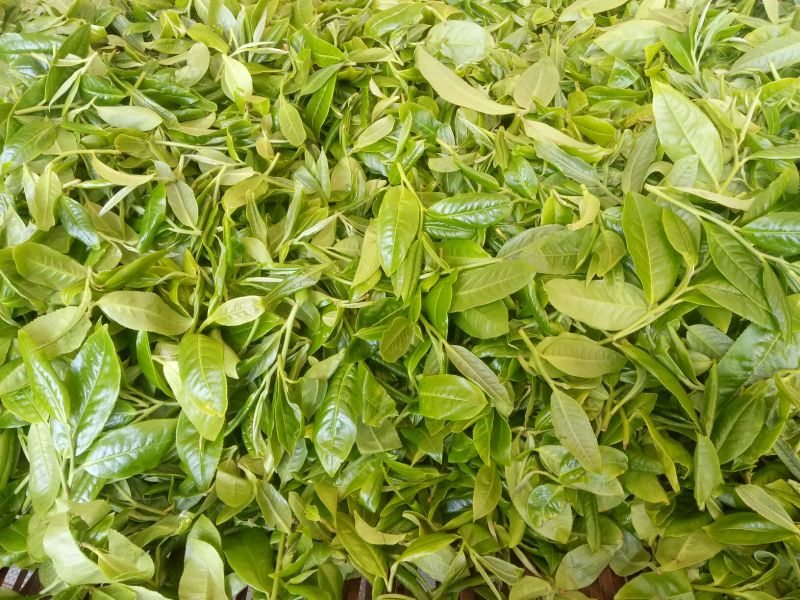 百年大树茶末茶