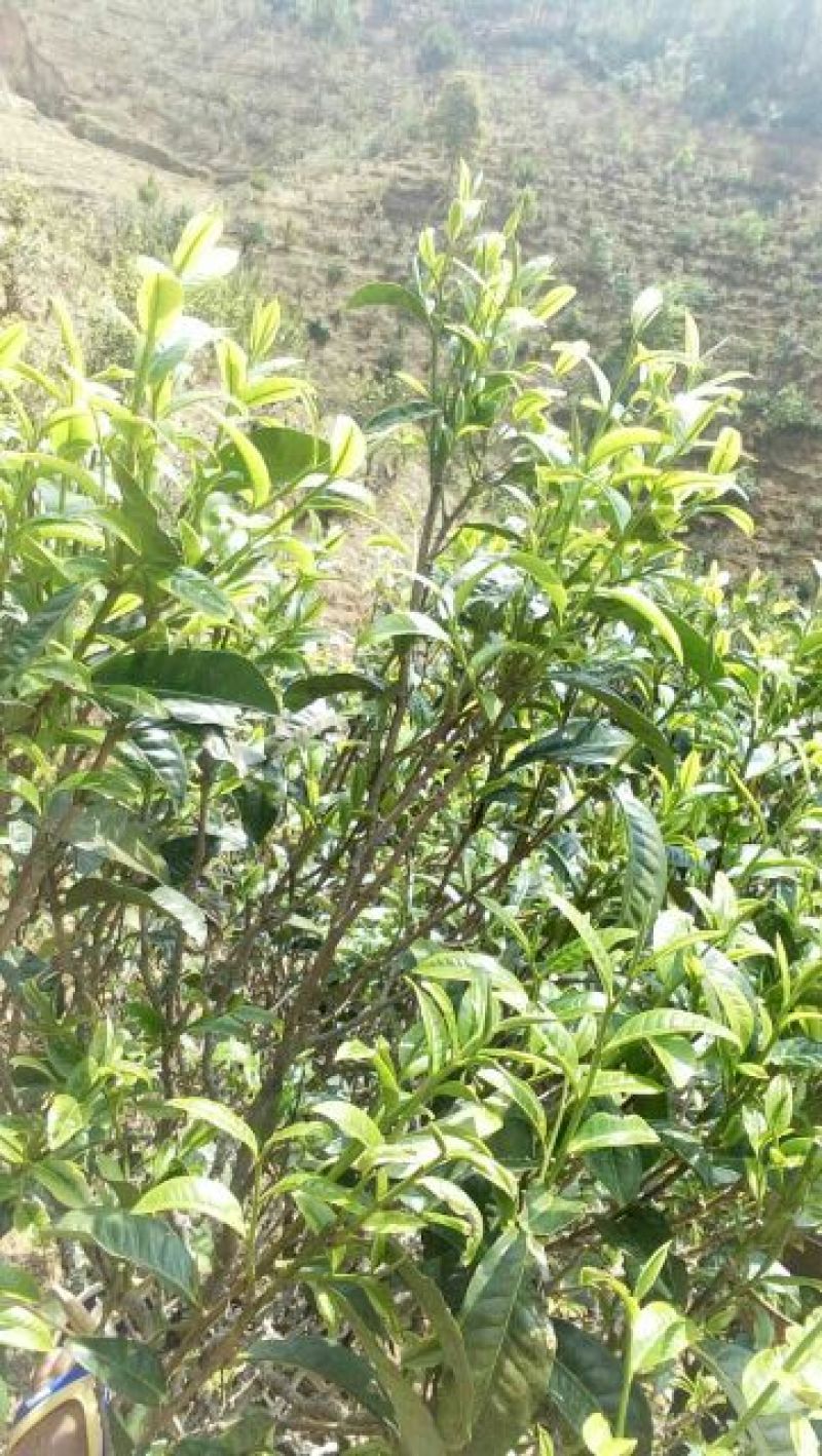 百年大树茶末茶