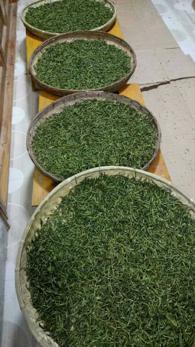 百年大树茶末茶