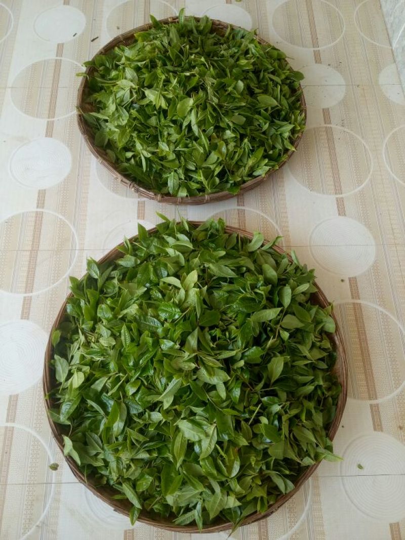 百年大树茶末茶