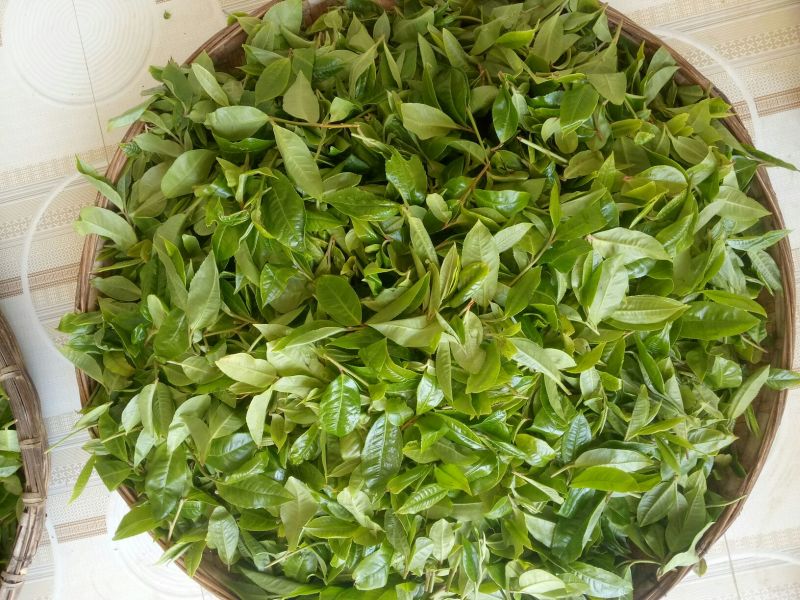 百年大树茶末茶