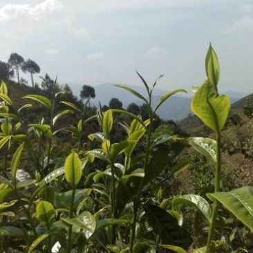 百年大树茶末茶