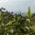 百年大树茶末茶