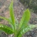 百年大树茶末茶