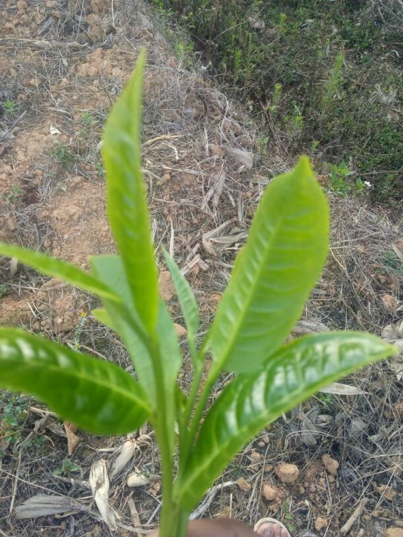 百年大树茶末茶