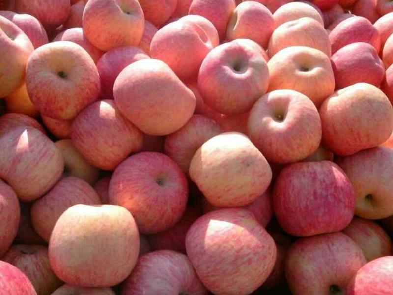 红富士苹果万亩果园保质保量全国发货