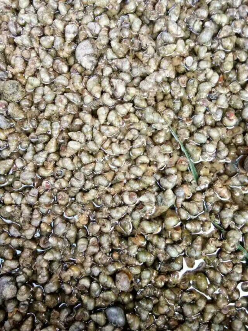 螺蛳食用鲜活