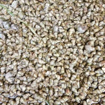 螺蛳食用鲜活