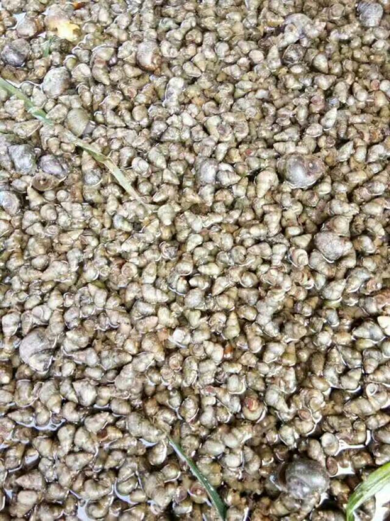 螺蛳食用鲜活