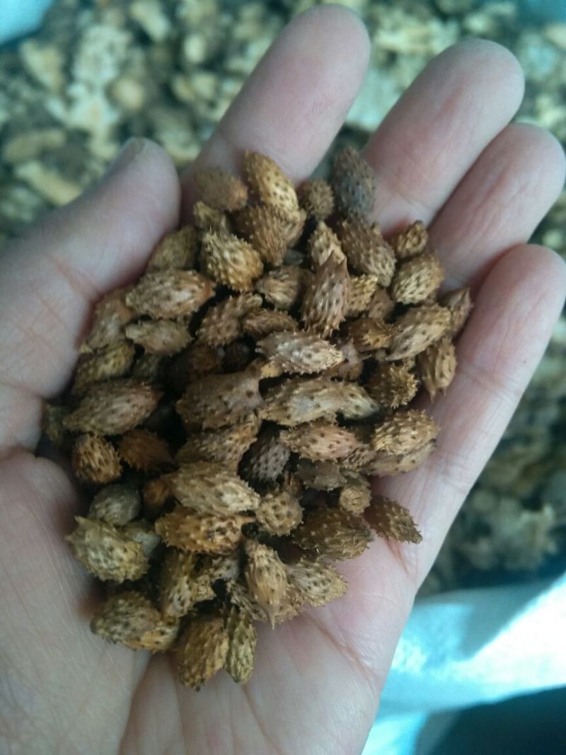 苍耳子东北干货硬刺含量高量大从优