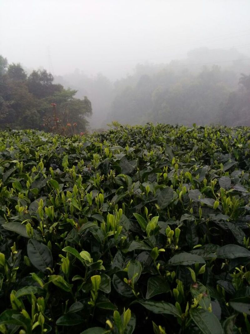 川茶一级