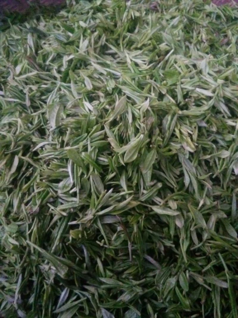 川茶一级