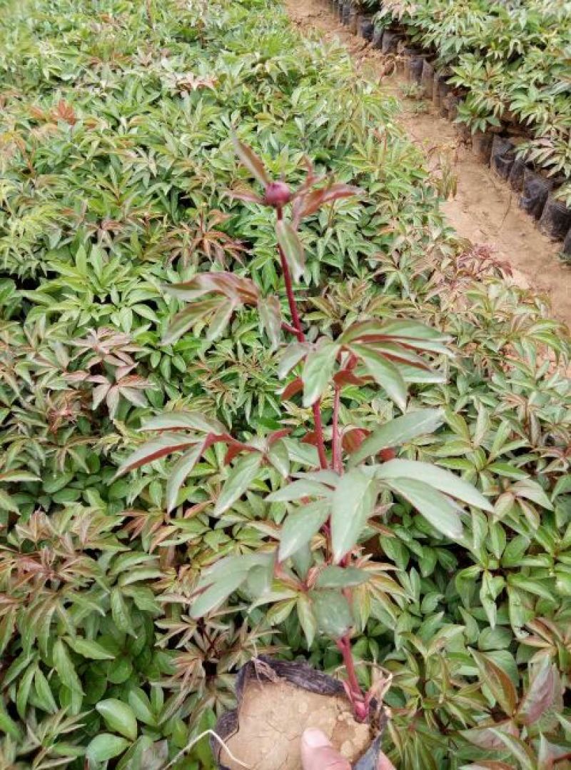 芍药2cm以下0.5米以下