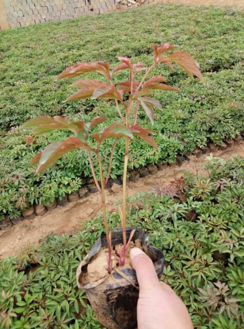 芍药2cm以下0.5米以下