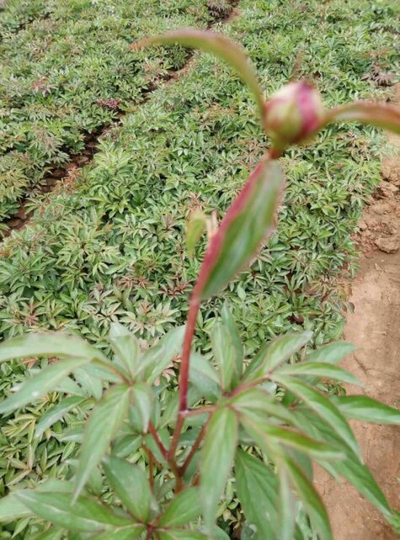 芍药2cm以下0.5米以下
