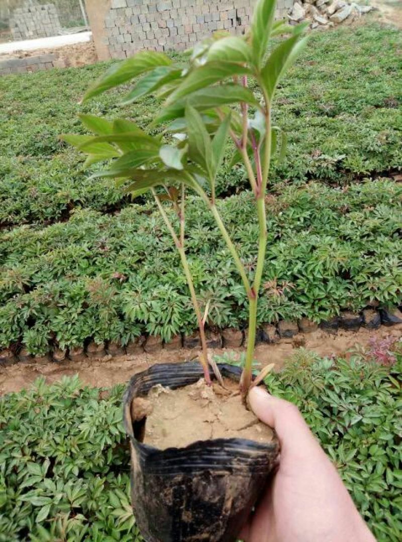 芍药2cm以下0.5米以下