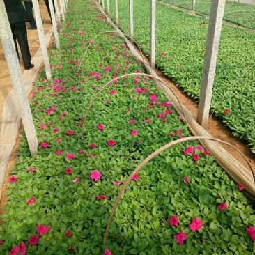 牵牛花10~20cm
