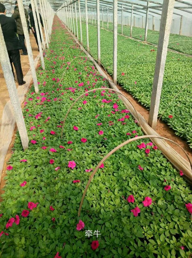 牵牛花10~20cm