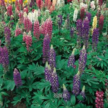 山东省青州市羽扇豆鲁冰花基地